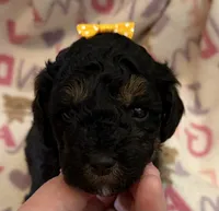 Sally, a female Poodle - Toy  for sale in Bourbon, MO – 1 of 2