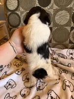 Male 5, a male Shih Tzu for sale in Bourbon, MO – 2 of 2
