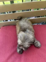 Female 2, a female Shih Tzu for sale in Bourbon, MO – 2 of 2