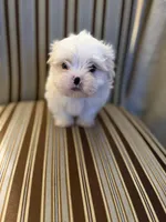 Mini Man, a male Mal Shi for sale in Bourbon, MO – Photo 2 of 2