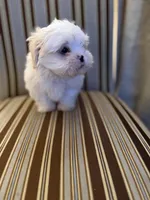 Mini Man, a male Mal Shi for sale in Bourbon, MO – Photo 1 of 2