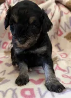 Max, a male Poodle - Toy  for sale in Bourbon, MO – 1 of 3