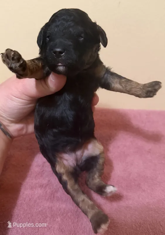 Female 4 – Poodle - Toy  puppy for sale in Bourbon, MO