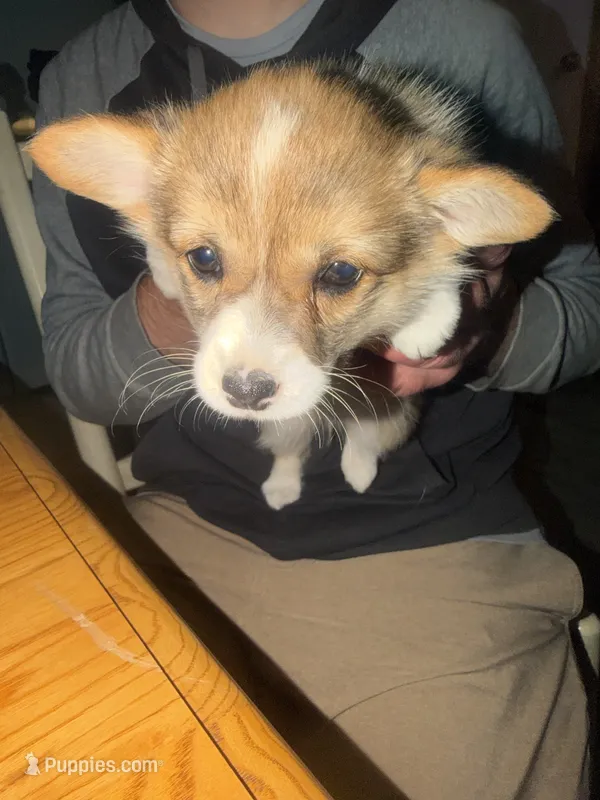 Male # 2 – Pembroke Welsh Corgi puppy for sale in Bourbon, MO