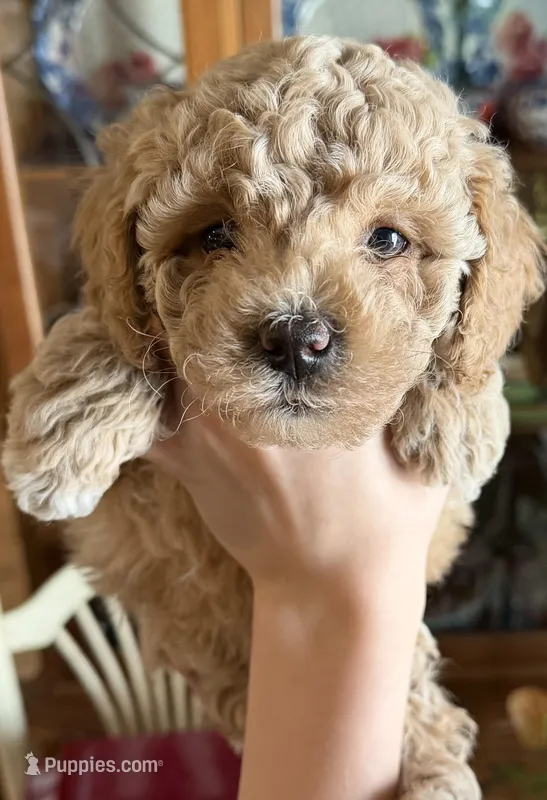 Rocky, a male Poodle - Toy  for sale in Bourbon, MO – Photo 1 of 1