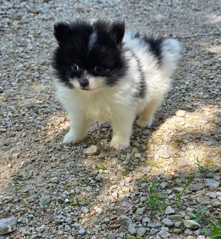 Tiny timmy – Pomeranian puppy for sale in Bourbon, MO