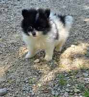 Tiny timmy, a male Pomeranian for sale in Bourbon, MO – 1 of 1