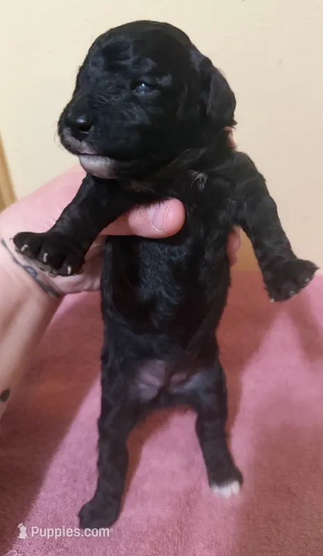 Female 3  – Poodle - Toy  puppy for sale in Bourbon, MO