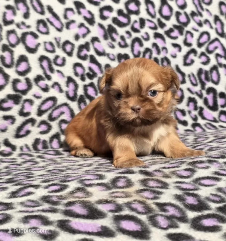 Carmel – Shih Tzu puppy for sale in Bourbon, MO