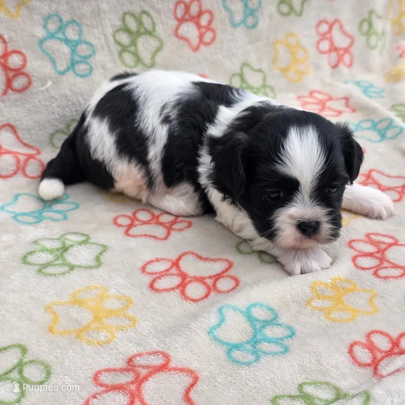 Male 1 – Shih Tzu puppy for sale in Bourbon, MO