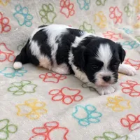 Male 1, a male Shih Tzu for sale in Bourbon, MO – 1 of 1