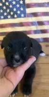 Lime green collar girl, a female Boxer for sale in Bourbon, MO – 1 of 2