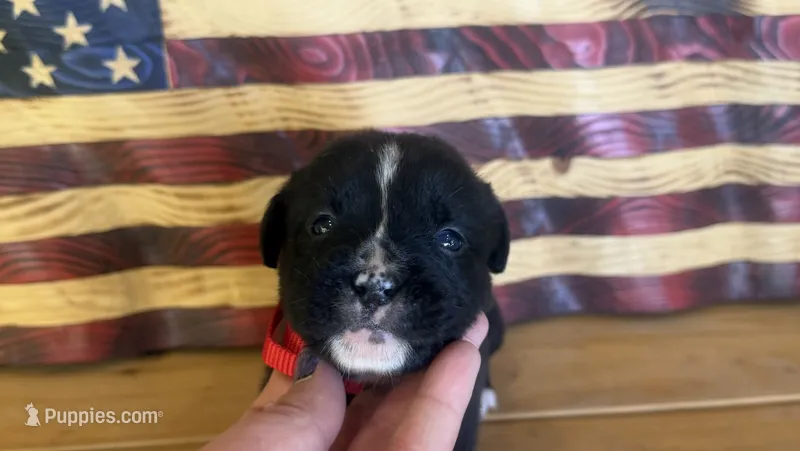 Red collar girl – Boxer puppy for sale in Bourbon, MO