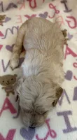Bingo, a male Poodle - Toy  for sale in Bourbon, MO – 2 of 2