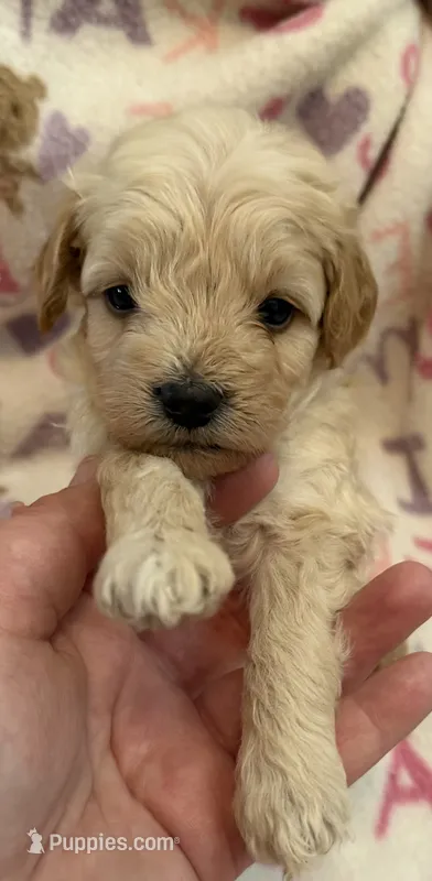 Bingo – Poodle - Toy  puppy for sale in Bourbon, MO