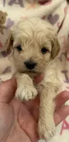 Bingo, a male Poodle - Toy  for sale in Bourbon, MO – 1 of 2