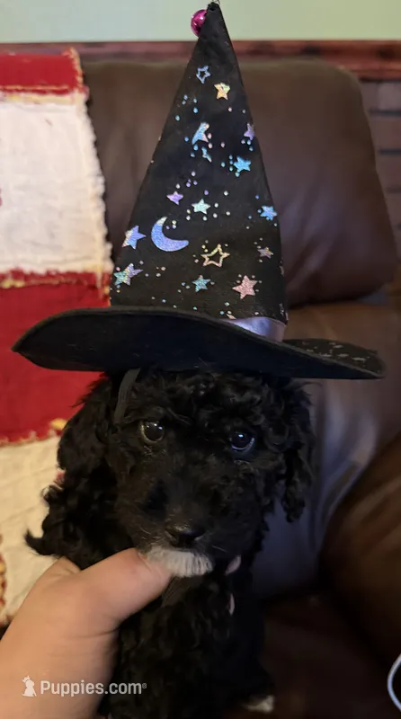 Luna – Poodle - Toy  puppy for sale in Bourbon, MO