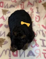 Sally, a female Poodle - Toy  for sale in Bourbon, MO – 2 of 2