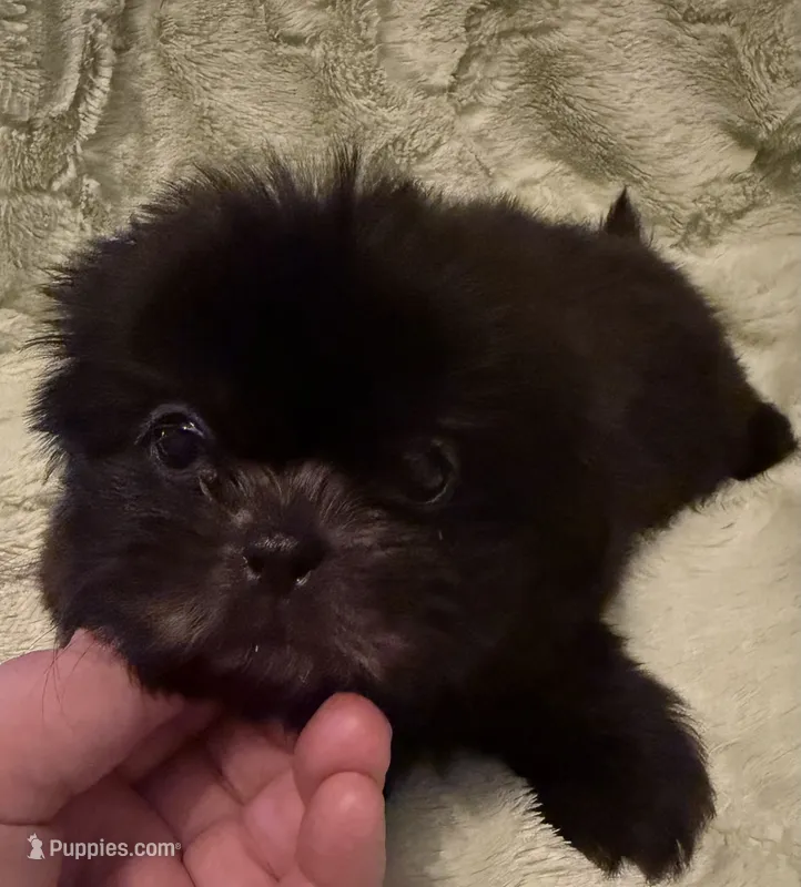 Male 4 – Shih Tzu puppy for sale in Bourbon, MO