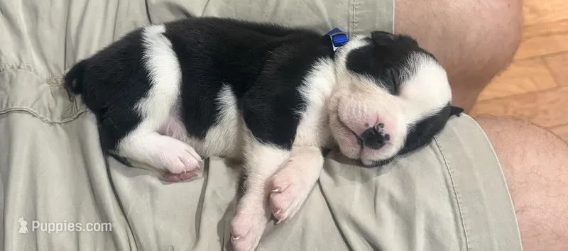 Dark Blue Collar Male – Boxer puppy for sale in Bourbon, MO