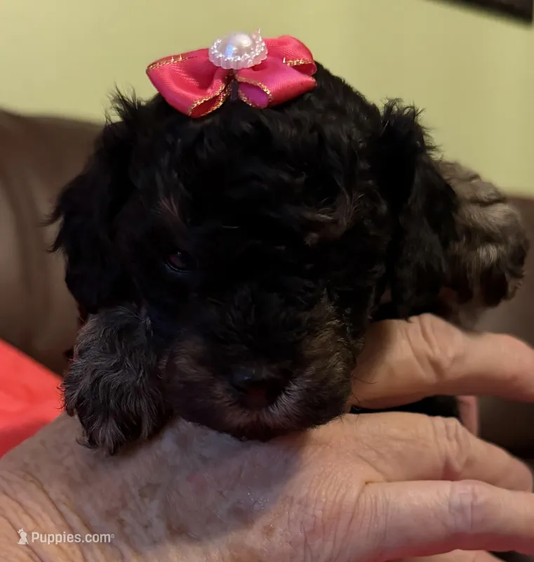 Sable Sally – Poodle - Toy  puppy for sale in Bourbon, MO
