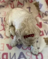 Sandy, a female Poodle - Toy  for sale in Bourbon, MO – 2 of 2