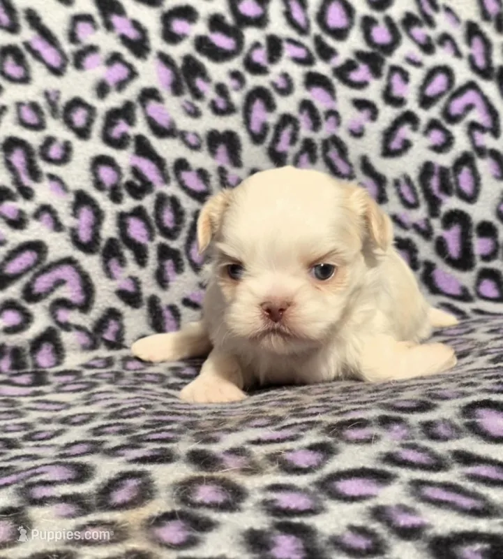 Snowy – Shih Tzu puppy for sale in Bourbon, MO