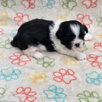 Male 2, a male Shih Tzu for sale in Bourbon, MO – 1 of 1