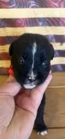 Red collar girl, a female Boxer for sale in Bourbon, MO – 2 of 2