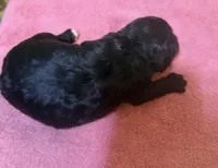 Female 3 , a female Poodle - Toy  for sale in Bourbon, MO – 2 of 2