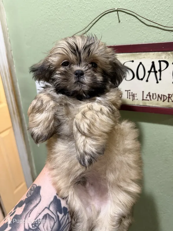 Male 1 – Shih Tzu puppy for sale in Bourbon, MO