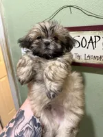 Male 1, a male Shih Tzu for sale in Bourbon, MO – 1 of 2