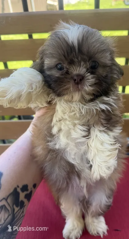 Male 1 – Shih Tzu puppy for sale in Bourbon, MO