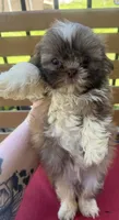Male 1, a male Shih Tzu for sale in Bourbon, MO – 1 of 2