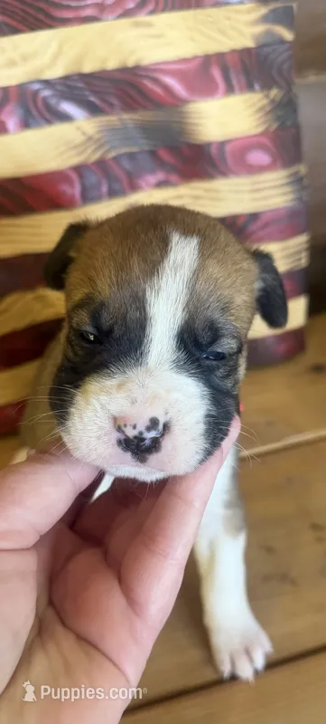 Pink collar female – Boxer puppy for sale in Bourbon, MO