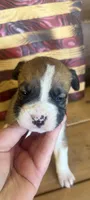 Pink collar female, a female Boxer for sale in Bourbon, MO – 1 of 2