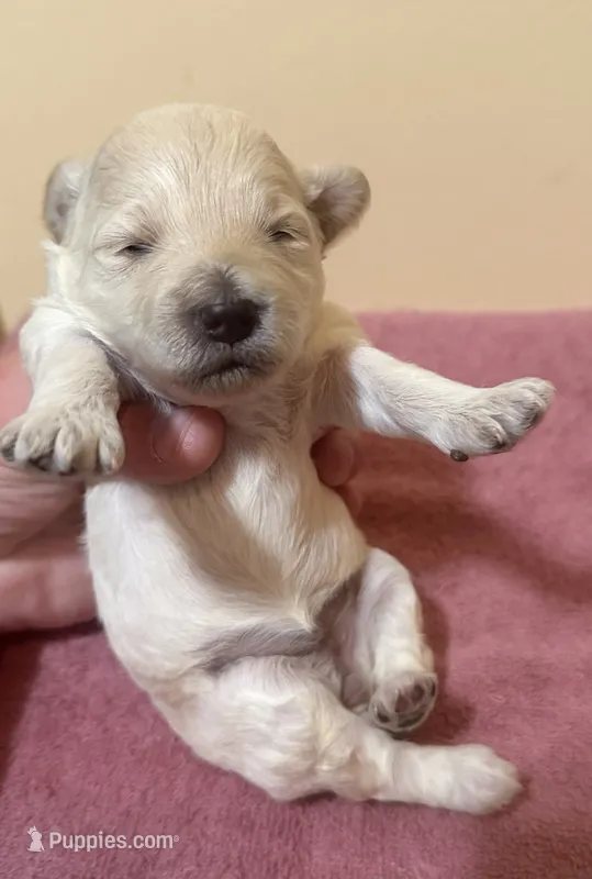Female 1 – Poodle - Toy  puppy for sale in Bourbon, MO