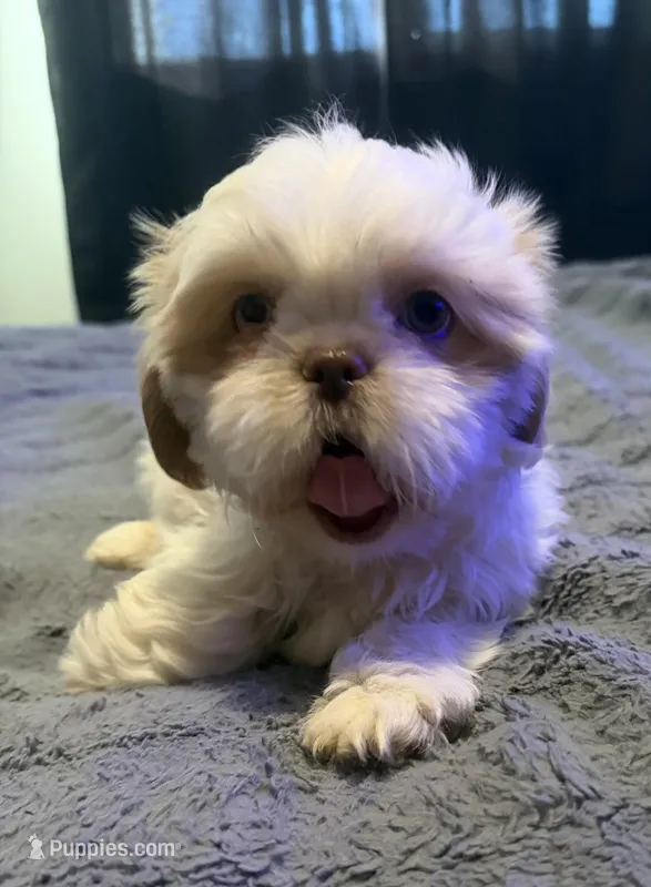 Eclipse – Shih Tzu puppy for sale in Bourbon, MO