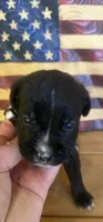 Silver collar Boy, a male Boxer for sale in Bourbon, MO – 1 of 2