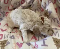Dolly , a female Poodle - Toy  for sale in Bourbon, MO – 2 of 2