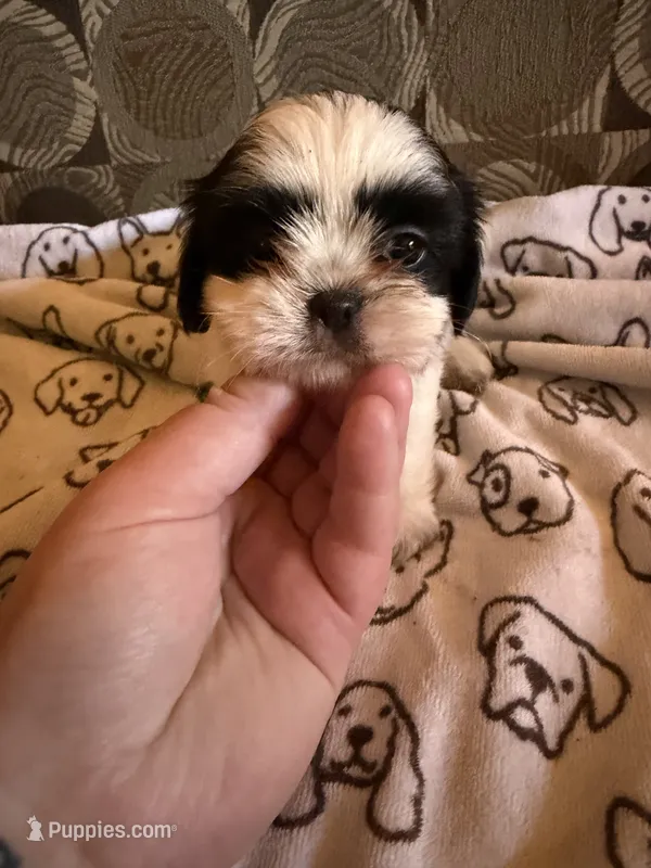 Male 5 – Shih Tzu puppy for sale in Bourbon, MO