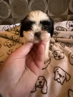 Male 5, a male Shih Tzu for sale in Bourbon, MO – 1 of 2