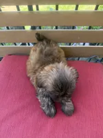 Female 3, a female Shih Tzu for sale in Bourbon, MO – 2 of 2