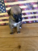 Purple collar girl, a female Boxer for sale in Bourbon, MO – 2 of 2