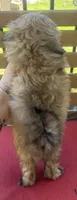 Male 2, a male Shih Tzu for sale in Bourbon, MO – 2 of 2
