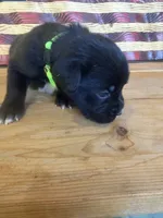 Lime green collar girl, a female Boxer for sale in Bourbon, MO – 2 of 2