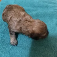Male 3, a male Poodle - Toy  for sale in Bourbon, MO – 3 of 3