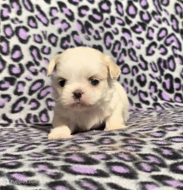 Puff – Shih Tzu puppy for sale in Bourbon, MO