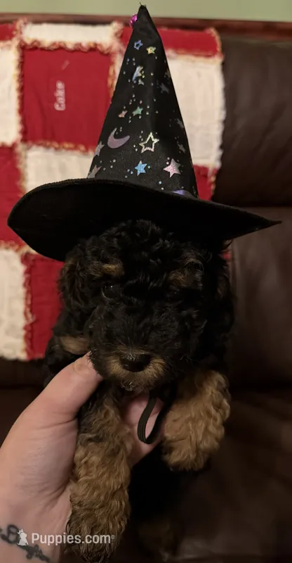 Sally – Poodle - Toy  puppy for sale in Bourbon, MO