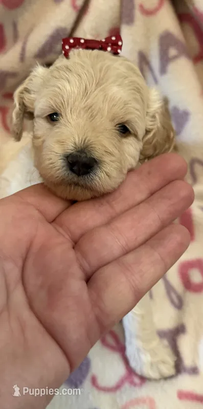 Sandy – Poodle - Toy  puppy for sale in Bourbon, MO